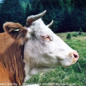 Photo de Vache