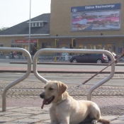 Photo de Labrador retriever