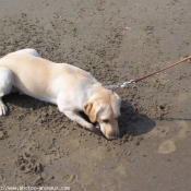 Photo de Labrador retriever