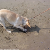 Photo de Labrador retriever