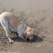 Photo de Labrador retriever