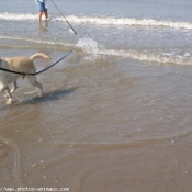 Photo de Labrador retriever