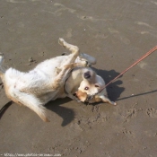 Photo de Labrador retriever