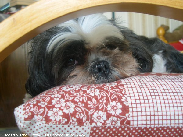 Photo de Shih tzu