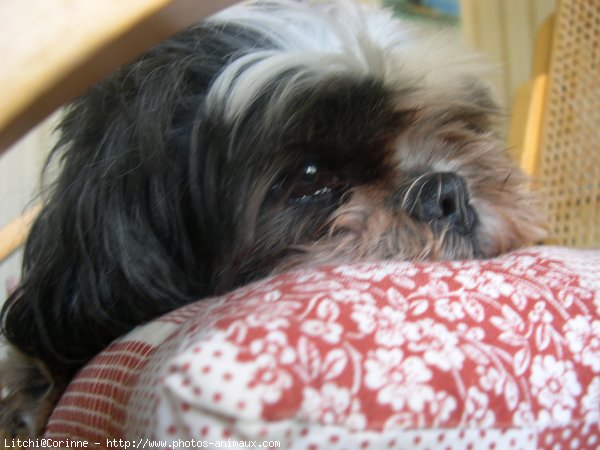 Photo de Shih tzu