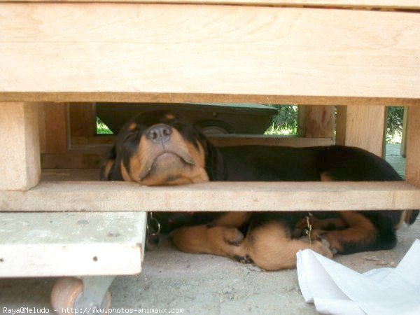 Photo de Rottweiler