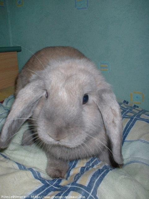 Photo de Lapin