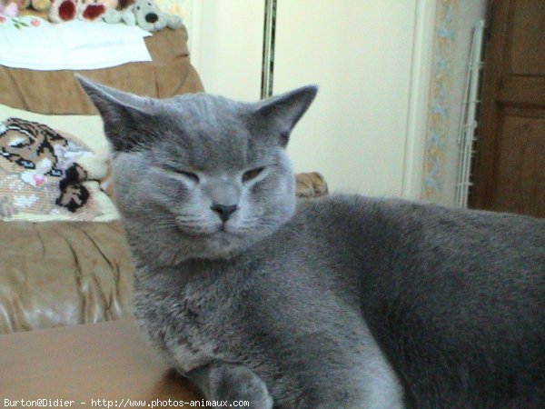 Photo de Chartreux