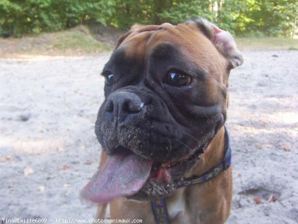 Photo de Boxer