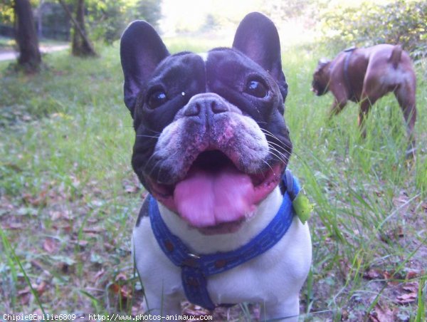 Photo de Bouledogue franais