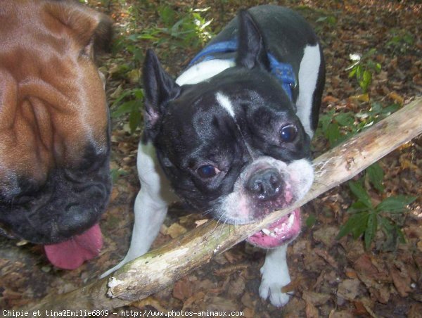 Photo de Races diffrentes