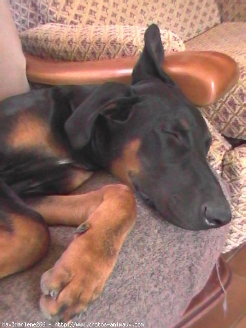 Photo de Dobermann