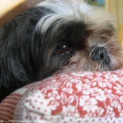 Photo de Shih tzu