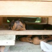 Photo de Rottweiler