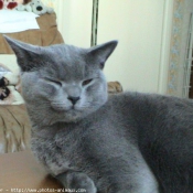 Photo de Chartreux