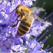 Photo d'Abeille