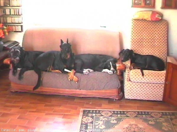 Photo de Dobermann