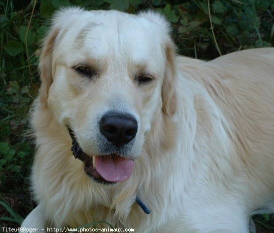 Photo de Golden retriever