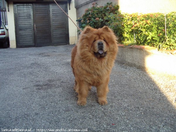 Photo de Chow chow