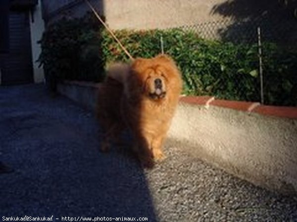 Photo de Chow chow