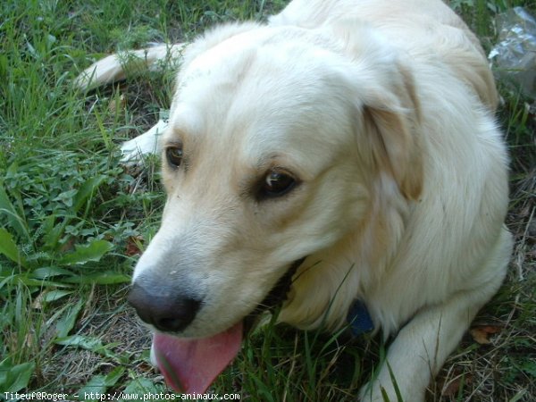 Photo de Golden retriever