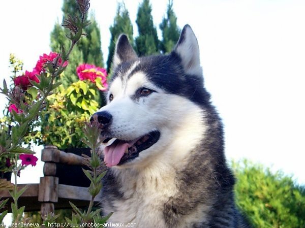 Photo de Husky siberien