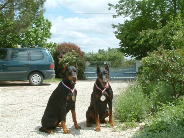 Photo de Dobermann