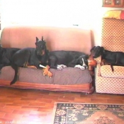 Photo de Dobermann