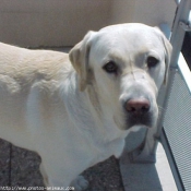 Photo de Labrador retriever