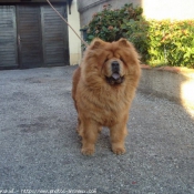 Photo de Chow chow