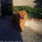 Photo de Chow chow