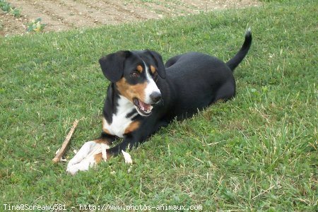 Photo de Bouvier de l'entlebuch