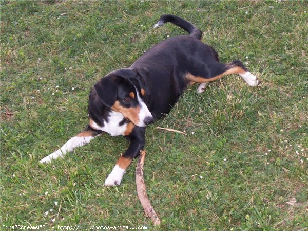 Photo de Bouvier de l'entlebuch