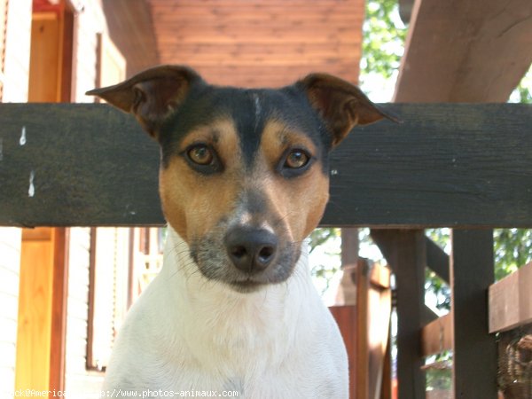 Photo de Jack russell terrier