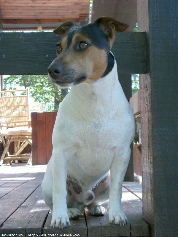 Photo de Jack russell terrier