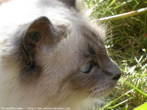 Photo de Sacr de birmanie