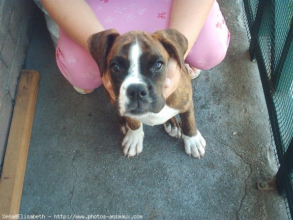 Photo de Boxer