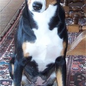 Photo de Bouvier de l'entlebuch