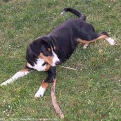 Photo de Bouvier de l'entlebuch