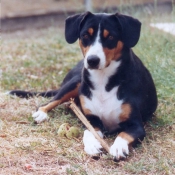 Photo de Bouvier de l'entlebuch