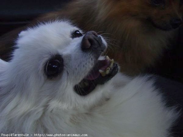 Photo de Spitz moyen