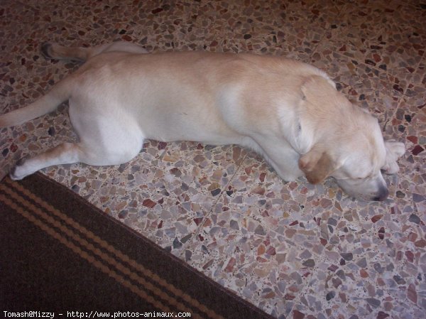 Photo de Labrador retriever