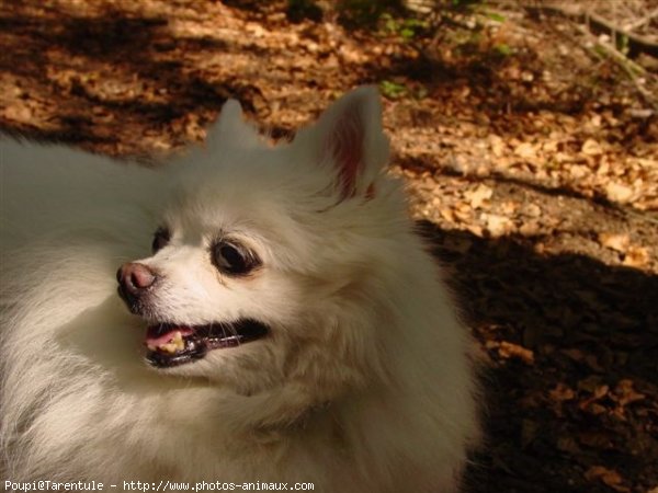 Photo de Spitz moyen