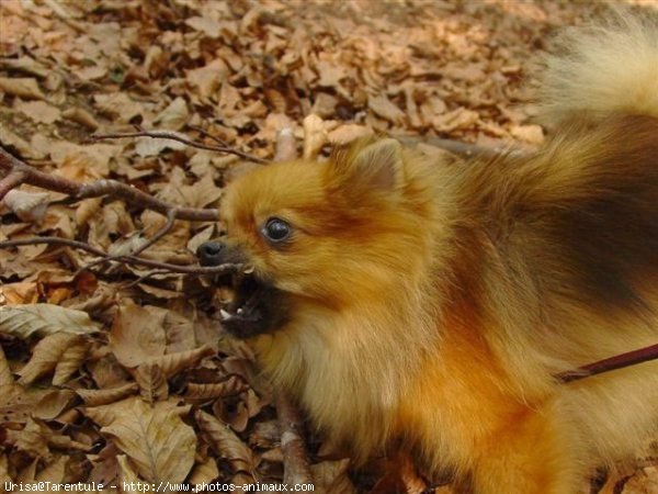 Photo de Spitz moyen