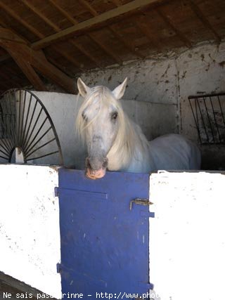 Photo de Camargue