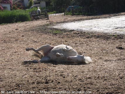 Photo de Camargue