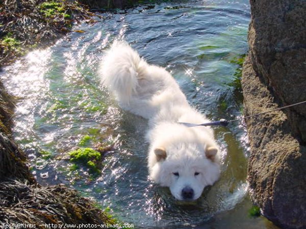 Photo de Chow chow