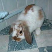 Photo de Lapin