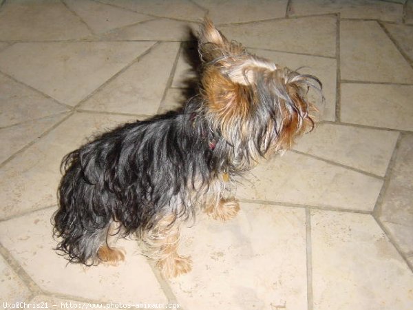 Photo de Yorkshire terrier