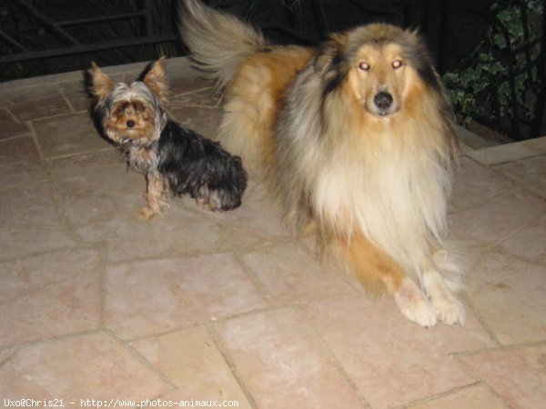 Photo de Yorkshire terrier